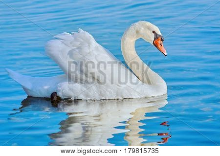 A White Swan Swims on the Lake