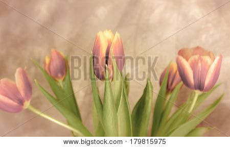 Bouquet of pink tulips in vintage style