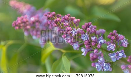 Branch of flowers of lilac purple horizontal