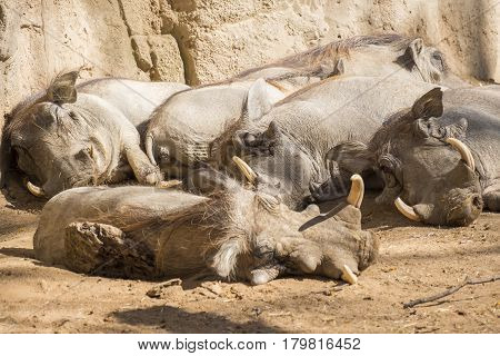 Warthoq family sleeping in the sun Phacochoerus africanus