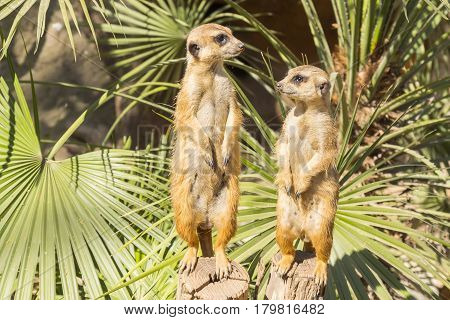 Meerkats to the sun prying Suricata suricatta