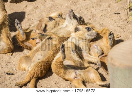 Meerkats to the sun prying Suricata suricatta