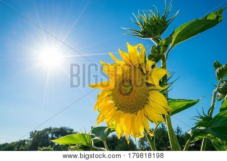 Positive energy of sunshine and yellow sunflower
