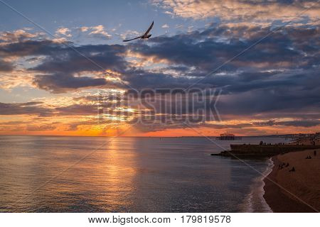 Brighton beach at sunset. Seagul in flight, cloudy sky, west pier in the background