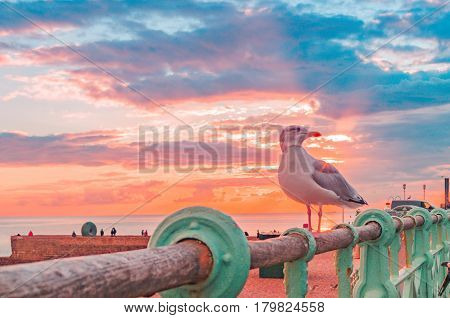 Seagul standing on a fence in Brighton