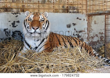 Large Siberian Tiger lying in a cage