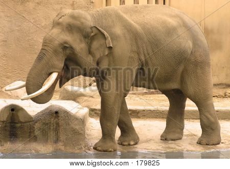 Juominen Elephant