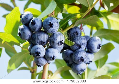 Cluster of blueberries on the shrub. Macro shot.