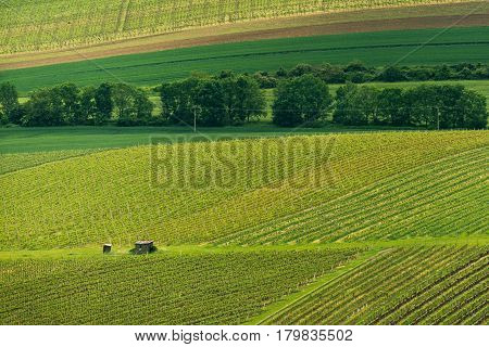 Spring vineyards in the Moravian wine region Pavlov