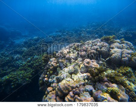 Underwater landscape with big round coral. Tropical seashore underwater photo. Coral ecosystem with sea animals and plant. Exotic island sea snorkeling scene. Natural aquarium. Seabottom with corals