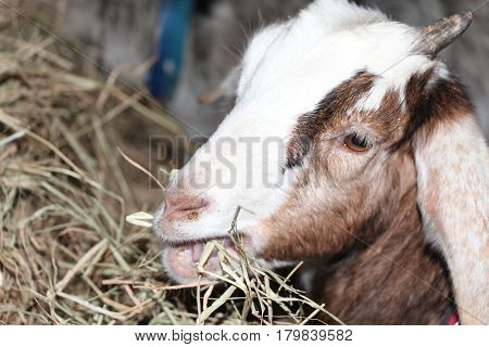 A Young Female Nubian Goat Eating Her Hay