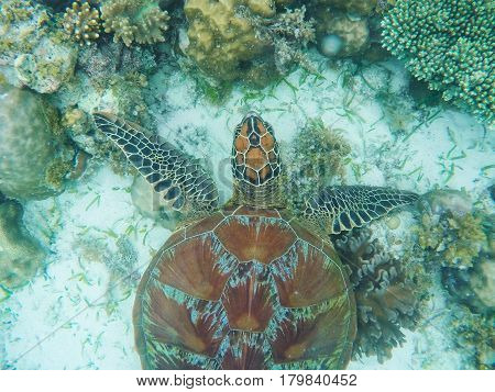 Sea turtle above sand and coral on seabottom. White coral sand and coral reef. Tropical lagoon environment with sea animal. Olive green turtle in wild nature. Snorkeling with tortoise underwater photo