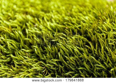 Detailed view of moss growing on a stone wall.