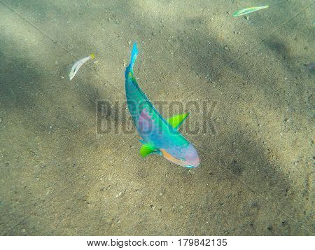 Tropical coral fishes in the sea. Colorful tropical fish underwater photo. Parrotfish in wild nature. Tropical fish Parrot on sea bottom background. Multicolored Parrotfish in exotic island seashore