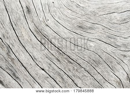 Grey wood texture closeup photo. White and grey wood background. White old tree near the sea. Curves and lines on natural rustic timber. Rough timber texture. Sea wood backdrop. Old weathered tree