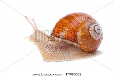 Haven sneglen (Helix aspersa) snegle giver en let høstede kilde til protein for at mange mennesker aro