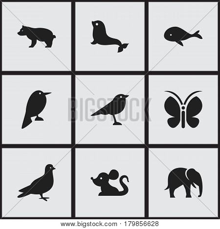 Set Of 9 Editable Animal Icons. Includes Symbols Such As Catbird, Pigeon, Polar Animal And More. Can Be Used For Web, Mobile, UI And Infographic Design.