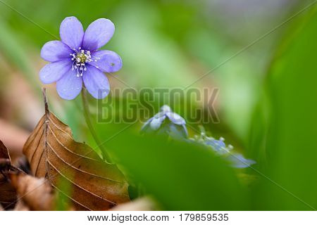 Blue spring wild flower, Hepatica nobilis in the pristine forest of Slovenia. A beautiful small wildflower macro. Liverleaf or liverwort is the name of these flowers.