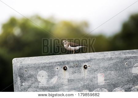 Common sandpiper is perched on a concrete pole