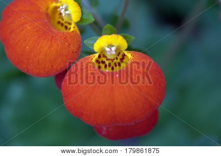 Pocketbook Flower red and yellow macro up close