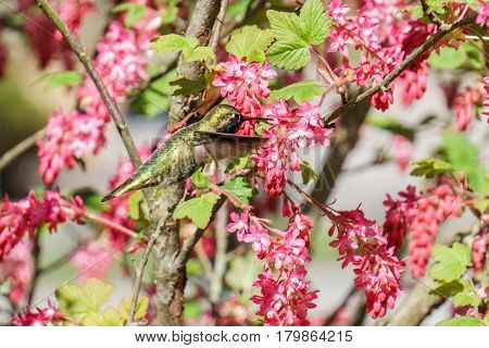 Green Hummingbird Bird Near The Flowers On Blury Background
