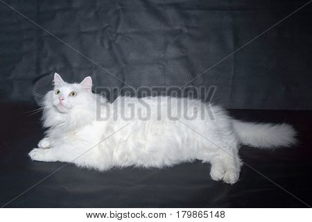 White cat breed Persian angora on black background