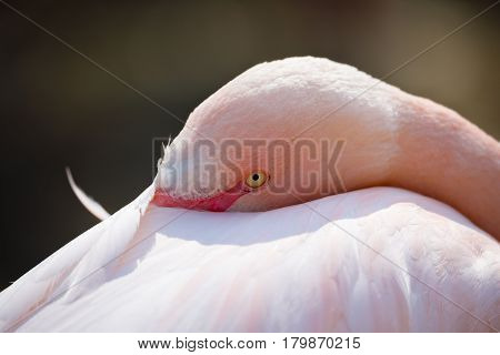 Resting Rose Flamingo (phoenicopterus Roseus)