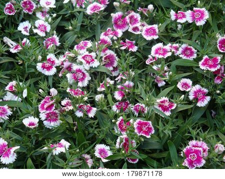 colorful field of small two-toned pink and white flowers