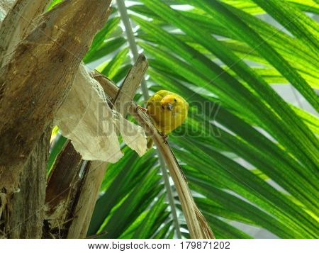 curious yellow bird in a palm tree