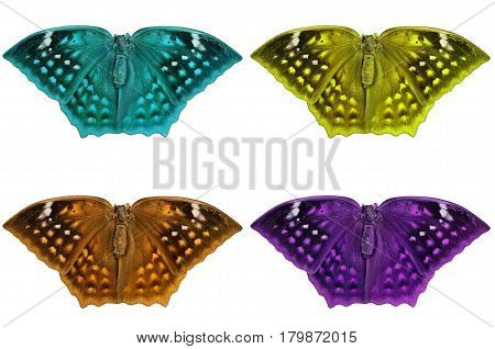 Beautiful color butterfly Isolated on white background