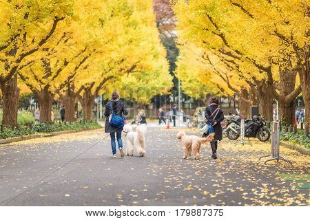 TOKYOJAPAN- NOV 22 :Tourists at Meiji Jingu Gaien in Tokyo Japan on November 22 2016.Meiji Jingu Gaien that has beautiful Ginkgo along the lenght of the street famous for autumn spot in TokyoJapan