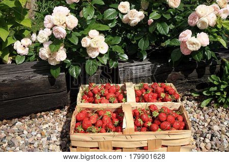 Strawberries in the punnet on natural background roses in country garden.