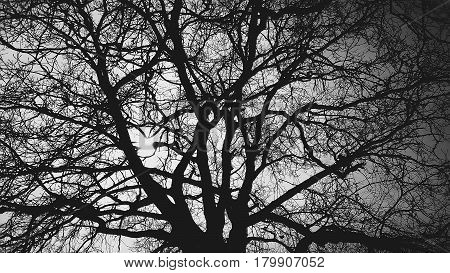 the tree behind the sun on a black background branches