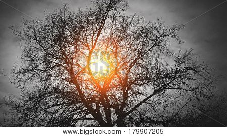 the tree behind the sun on a black background branches