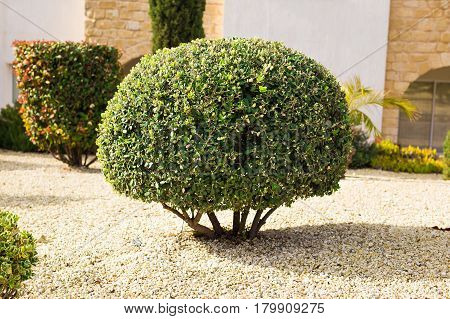 park planting of green shrubs shorn by a round shape.
