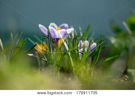 Spring Early Young Crocuses In Bright Sun Rays