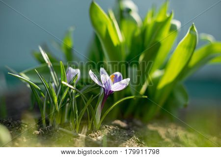 Spring Early Young Crocuses In Bright Sun Rays