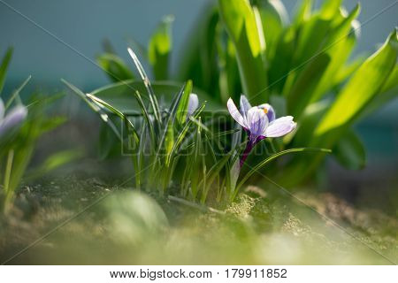 Spring Early Young Crocuses In Bright Sun Rays