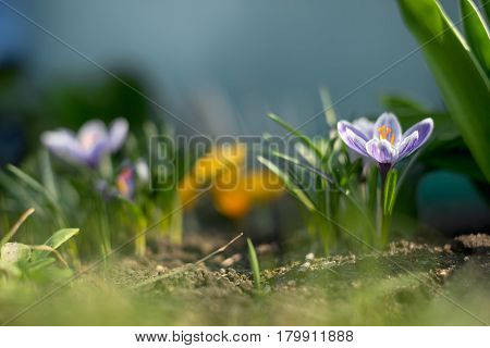 Spring Early Young Crocuses In Bright Sun Rays