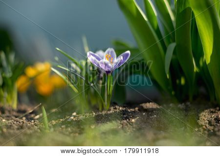 Spring Early Young Crocuses In Bright Sun Rays