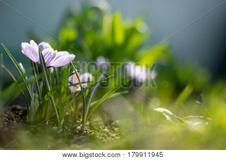 Spring Early Young Crocuses In Bright Sun Rays