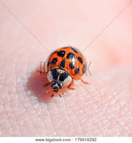 Ladybird beetle on the background of human hand. Ladybug close up.  Macro photo of insect ladybug.