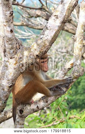 Toque macaque having a rest after making love. Relaxing with visible penis on tree branches