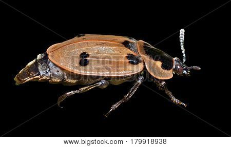 A close up of the beetle (Silphidae). Isolated on black.