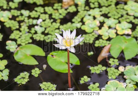 Pond with white waterlily and green leaves