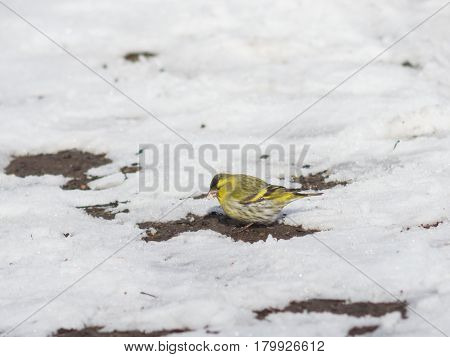 Male of Eurasian Siskin Carduelis spinus on dirty ground with snow close-up portrait selective focus shallow DOF.