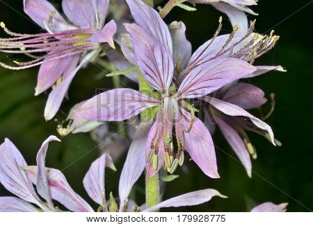 A close up of the wildflower fraxinella (Dictamnus dasycarpus).