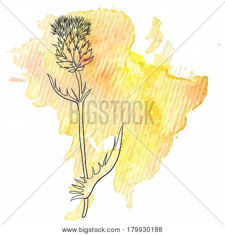 vector milk thistle flower at watercolor background, hand drawn medical herb, line drawing plant, isolated floral element