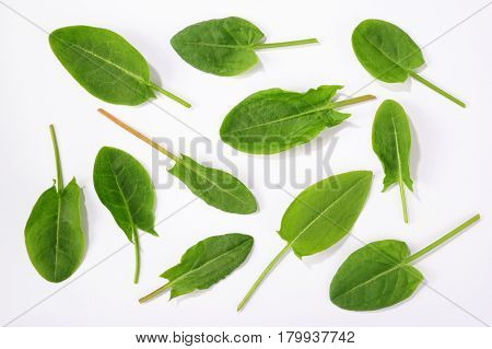 fresh sorrel leaves isolated over white background