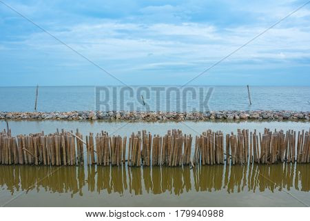 Bamboo shore erosion along the waves of the sea.